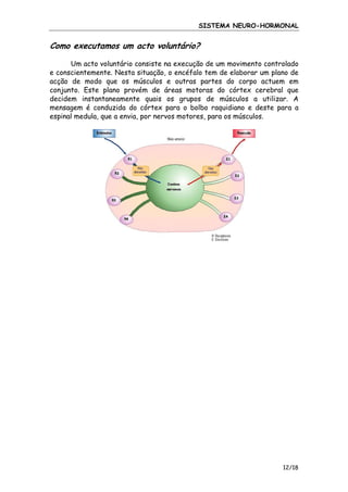 SISTEMA NEURO-HORMONAL

Como executamos um acto voluntário?
Um acto voluntário consiste na execução de um movimento controlado
e conscientemente. Nesta situação, o encéfalo tem de elaborar um plano de
acção de modo que os músculos e outras partes do corpo actuem em
conjunto. Este plano provém de áreas motoras do córtex cerebral que
decidem instantaneamente quais os grupos de músculos a utilizar. A
mensagem é conduzida do córtex para o bolbo raquidiano e deste para a
espinal medula, que a envia, por nervos motores, para os músculos.

12/18

 