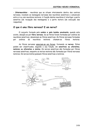 SISTEMA NEURO-HORMONAL
- Interneurónios - neurónios que se situam inteiramente dentro dos centros
nervosos, recebem as mensagens nervosas dos neurónios sensitivos e comunicam
entre si ou com neurónios motores. A função destes neurónios é interligar a parte
sensitiva (de recepção das mensagens) e a parte motora (de execução das
respostas).

O que é uma fibra nervosa? E um nervo?
O conjunto formado pelo axónio e pela bainha envolvente, quando esta
existe, designa-se por fibra nervosa. Se as fibras forem formadas por axónios de
neurónios sensitivos, denominam-se fibras sensitivas. Às fibras nervosas formadas
por
axónios
de
neurónios
motores
chamam-se
fibras
motoras.
As fibras nervosas associam-se em feixes, formando os nervos. Estes
podem ser classificados, segundo a sua função, em sensitivos ou aferentes,
motores ou eferentes e mistos. Os nervos sensitivos são formados por fibras
nervosas sensitivas, enquanto os nervos motores são formados por fibras nervosas
motoras. Os nervos mistos possuem fibras sensitivas e motoras.

3/18

 