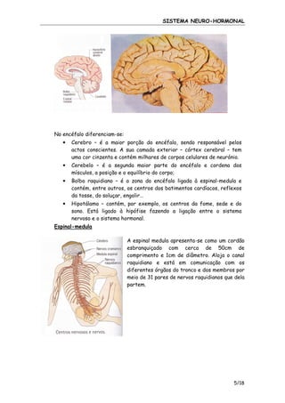 SISTEMA NEURO-HORMONAL

No encéfalo diferenciam-se:
•

Cerebro – é a maior porção do encéfalo, sendo responsável pelos
actos conscientes. A sua camada exterior – córtex cerebral – tem
uma cor cinzenta e contém milhares de corpos celulares de neurónio.

•

Cerebelo – é a segunda maior parte do encéfalo e cordena dos
mísculos, a posição e o equilíbrio do corpo;

•

Bolbo raquidiano – é a zona do encéfalo ligada à espinal-medula e
contém, entre outros, os centros dos batimentos cardíacos, reflexos
da tosse, do soluçar, engolir…

•

Hipotálamo – contém, por exemplo, os centros da fome, sede e do
sono. Está ligado à hipófise fazendo a ligação entre o sistema
nervoso e o sistema hormonal.

Espinal-medula
A espinal medula apresenta-se como um cordão
esbranquiçado com cerca de 50cm de
comprimento e 1cm de diâmetro. Aloja o canal
raquidiano e está em comunicação com os
diferentes órgãos do tronco e dos membros por
meio de 31 pares de nervos raquidianos que dela
partem.

5/18

 