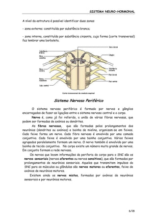 SISTEMA NEURO-HORMONAL
A nível da estrutura é possível identificar duas zonas:
- zona externa: constituída por substância branca;
- zona interna, constituída por substância cinzenta, cuja forma (corte transversal)
faz lembrar uma borboleta.

Corte transversal da medula espinal

Sistema Nervoso Periférico
O sistema nervoso periférico é formado por nervos e gânglios
encarregados de fazer as ligações entre o sistema nervoso central e o corpo.
Nervo é, como já foi referido, a união de várias fibras nervosas, que
podem ser formadas de axónios ou dendrites.
As fibras nervosas, que são formadas pelos prolongamentos dos
neurónios (dendrites ou axónios) e bainha de mielina, organizam-se em feixes.
Cada feixe forma um nervo. Cada fibra nervosa é envolvida por uma camada
conjuntivo. Cada feixe é envolvido por uma bainha conjuntiva. Vários feixes
agrupados paralelamente formam um nervo. O nervo também é envolvido por uma
bainha de tecido conjuntivo. No corpo existe um número muito grande de nervos.
Em conjunto formam a rede nervosa.
Os nervos que levam informações da periferia do corpo para o SNC são os
nervos sensoriais (nervos aferentes ou nervos sensitivos), que são formados por
prolongamentos de neurónios sensoriais. Aqueles que transmitem impulsos do
SNC para os músculos ou glândulas são nervos motores ou eferentes, feixe de
axónios de neurónios motores.
Existem ainda os nervos mistos, formados por axónios de neurónios
sensoriais e por neurónios motores.

6/18

 