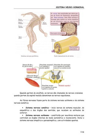 SISTEMA NEURO-HORMONAL

Quando partem do encéfalo, os nervos são chamados de nervos cranianos;
quando partem da espinal medula denominam-se nervos raquidianos.
As fibras nervosas fazem parte do sistema nervoso autónomo e do sistema
nervoso somático.
• Sistema nervoso somático – inclui nervos do sistema muscular, do
esquelético e dos órgãos dos sentidos, que recebem os estímulos do
exterior.
• Sistema nervoso autónomo – constituído por neurónios motores que
controlam os órgãos internos de modo automático e inconsciente. Inclui o
sistema nervoso simpático e parassimpático, com actividades opostas.

7/18

 
