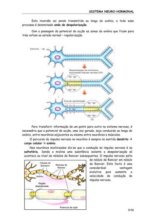 SISTEMA NEURO-HORMONAL
Esta inversão vai sendo transmitida ao longo do axónio, e todo esse
processo é denominado onda de despolarização.
Com a passagem do potencial de acção as zonas do axónio que ficam para
trás voltam ao estado normal – repolarização.

Para transferir informação de um ponto para outro no sistema nervoso, é
necessário que o potencial de acção, uma vez gerado, seja conduzido ao longo do
axónio, entre neurónios adjacentes ou mesmo entre neurónios e músculos.
O percurso do impulso nervoso no neurónio é sempre no sentido dendrito
corpo celular
axónio.
Nos neurónios mielinizados diz-se que a condução do impulso nervoso é sa
saltatória. Sendo a mielina uma substância isolante a despolarização só
acontece ao nível de nódulos de Ranvier subsequentes. O impulso nervoso salta
de nódulo de Ranvier em nódulo
de Ranvier. Este facto é uma
considerável
vantagem
evolutiva pois aumenta a
velocidade de condução do
impulso nervoso.

9/18

 