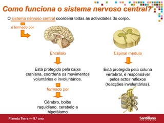 é formado porformado porComo funciona o sistema nervoso central?O sistema nervoso central coordena todas as actividades do corpo.EncéfaloEspinal medulaEstá protegido pela caixa craniana, coordena os movimentos voluntários e involuntários.Está protegida pela coluna vertebral, é responsável pelos actos reflexos (reacções involuntárias).Cérebro, bolbo raquidiano, cerebelo e hipotálamoPlaneta Terra — 9.º ano