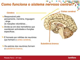 Responsável pelo pensamento, memória, linguagem, dirige as reacções voluntárias…Divide-se em dois hemisférios que coordenam actividades e funções específicas. É formado por milhões de neurónios que formam o córtex cerebral.Os axónios dos neurónios formam a substância branca.Como funciona o sistema nervoso central?Córtex cerebralCérebroSubstância brancaPlaneta Terra — 9.º ano