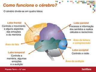Como funciona o cérebro?O cérebro divide-se em quatro lobos:Lobo frontalLobo parietalControla o movimento e alguns aspectos das emoções e da memóriaProcessa a informação dos sentidos e realiza cálculos e raciocíniosÁrea da leitura e compreensãoÁrea da falaLobo occipitalLobo temporalControla a visãoControla a memória, algumas emoções e a audiçãoÁrea da audiçãoPlaneta Terra — 9.º ano