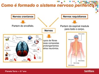 Como é formado o sistema nervoso periférico?Nervos raquidianosNervos cranianosPartem do encéfalo.Partem da espinal medula para todo o corpo.NervosGrupos de fibras nervosas compostas por prolongamentos de vários neurónios.Planeta Terra — 9.º ano