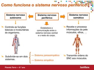 Recebe e processa informações da pele músculos, olhos, …Controla as funções básicas e involuntárias do organismo.Transmite ordens do SNC aos músculos.Subdivide-se em dois sistemas.Como funciona o sistema nervoso periférico?Sistema nervoso somáticoSistema nervoso autónomoSistema nervoso periféricoEstabelece a comunicação entre o sistema nervoso central e o resto do corpo.— Sistema parassimpático— Sistema simpáticoPlaneta Terra — 9.º ano