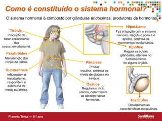 HipotálamoTiróideFaz a ligação com o sistema nervoso. Regula o sono e o apetite, controla os movimentos involuntários.Produção de calor, crescimento dos ossos, metabolismo.HipófiseRegula as outras glândulas, interfere no funcionamento de alguns órgãos.ParatiróidesManutenção dos níveis de cálcio.PâncreasProduz insulina, controla os níveis de glucose no sangue.Supra-renaisInfluenciam o metabolismo, respondem a estímulos de medo ou stress. OváriosRegulam o ciclo uterino, determinam as características femininas.TestículosDeterminam as características masculinas.Como é constituído o sistema hormonal?O sistema hormonal é composto por glândulas endócrinas, produtoras de hormonas.Planeta Terra — 9.º ano