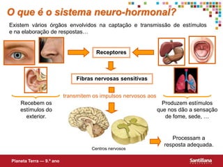 transmitem os impulsos nervosos aosO que é o sistema neuro-hormonal?Existem vários órgãos envolvidos na captação e transmissão de estímulos e na elaboração de respostas…ReceptoresFibras nervosas sensitivasRecebem os estímulos do exterior.Produzem estímulos que nos dão a sensação de fome, sede, …Processam a resposta adequada.Centros nervososPlaneta Terra — 9.º ano