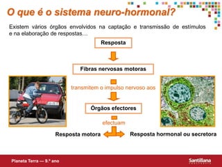 transmitem o impulso nervoso aosefectuamO que é o sistema neuro-hormonal?Existem vários órgãos envolvidos na captação e transmissão de estímulos e na elaboração de respostas…RespostaFibras nervosas motorasÓrgãos efectoresResposta hormonal ou secretoraResposta motoraPlaneta Terra — 9.º ano