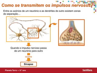 ocorreComo se transmitem os impulsos nervosos?Entre os axónios de um neurónio e as dendrites de outro existem zonas de separação…Quando o impulso nervoso passa de um neurónio para outro SinapsePlaneta Terra — 9.º ano