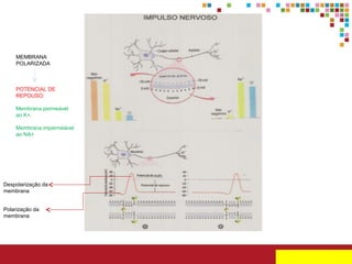 MEMBRANA
POLARIZADA

POTENCIAL DE
REPOUSO:
Membrana permeável
ao K+;
Membrana impermeável
ao NA+

Despolarização da
membrana
Polarização da
membrana

 