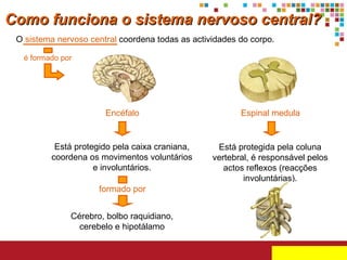 Como funciona o sistema nervoso central?
O sistema nervoso central coordena todas as actividades do corpo.
é formado por

Encéfalo

Espinal medula

Está protegido pela caixa craniana,
coordena os movimentos voluntários
e involuntários.

Está protegida pela coluna
vertebral, é responsável pelos
actos reflexos (reacções
involuntárias).

formado por
Cérebro, bolbo raquidiano,
cerebelo e hipotálamo

 