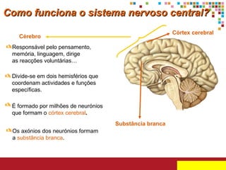 Como funciona o sistema nervoso central?
Córtex cerebral

Cérebro

 Responsável pelo pensamento,
memória, linguagem, dirige
as reacções voluntárias…

 Divide-se em dois hemisférios que
coordenam actividades e funções
específicas.

 É formado por milhões de neurónios
que formam o córtex cerebral.
Substância branca

 Os axónios dos neurónios formam
a substância branca.

 