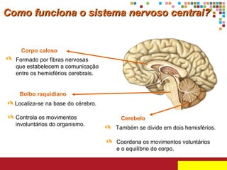 Como funciona o sistema nervoso central?

Corpo caloso

 Formado por fibras nervosas
que estabelecem a comunicação
entre os hemisférios cerebrais.

Bolbo raquidiano

 Localiza-se na base do cérebro.
 Controla os movimentos
involuntários do organismo.

Cerebelo

 Também se divide em dois hemisférios.
 Coordena os movimentos voluntários
e o equilíbrio do corpo.

 
