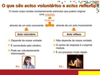 O que são actos voluntários e actos reflexos?
O nosso corpo recebe constantemente estímulos que podem originar
uma resposta.
Pode ser
através de um acto consciente

através de um acto inconsciente

Acto voluntário

Acto reflexo

Depende da nossa vontade.

Não depende da nossa vontade.

É comandado pelo cérebro.

O centro de resposta é a espinal
medula.

Pode ser voluntariamente
interrompido.

Ex.:

É um processo muito rápido.

Ex.:

 