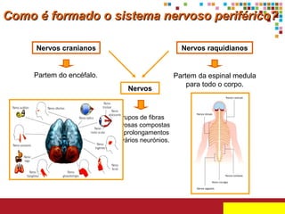 Como é formado o sistema nervoso periférico?
Nervos cranianos

Nervos raquidianos

Partem do encéfalo.

Partem da espinal medula
para todo o corpo.

Nervos

Grupos de fibras
nervosas compostas
por prolongamentos
de vários neurónios.

 