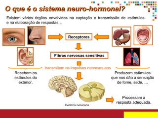 O que é o sistema neuro-hormonal?
Existem vários órgãos envolvidos na captação e transmissão de estímulos
e na elaboração de respostas…

Receptores

Fibras nervosas sensitivas
transmitem os impulsos nervosos aos
Recebem os
estímulos do
exterior.

Produzem estímulos
que nos dão a sensação
de fome, sede, …

Centros nervosos

Processam a
resposta adequada.

 
