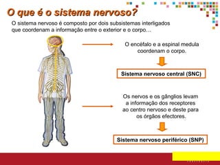 O que é o sistema nervoso?
O sistema nervoso é composto por dois subsistemas interligados
que coordenam a informação entre o exterior e o corpo…
O encéfalo e a espinal medula
coordenam o corpo.

Sistema nervoso central (SNC)

Os nervos e os gânglios levam
a informação dos receptores
ao centro nervoso e deste para
os órgãos efectores.

Sistema nervoso periférico (SNP)

 