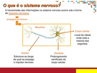 O que é o sistema nervoso?
A transmissão das informações no sistema nervoso ocorre sob a forma
de impulsos nervosos.
propagam-se através

Neurónio
Corpo celular
Local da célula
onde está a
maioria dos
organitos.

Axónio
Estrutura ao longo
da qual se propaga
o impulso nervoso.

Dendrite
Prolongamento
ramificado do
corpo celular.

 