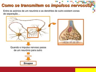 Como se transmitem os impulsos nervosos?
Entre os axónios de um neurónio e as dendrites de outro existem zonas
de separação…

Quando o impulso nervoso passa
de um neurónio para outro
ocorre
Sinapse

 