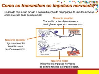 Como se transmitem os impulsos nervosos?
De acordo com a sua função e com a direcção de propagação do impulso nervoso,
temos diversos tipos de neurónios:
Neurónio sensitivo
Transmite os impulsos nervosos
do órgão receptor ao centro nervoso.

Neurónio conector
Liga os neurónios
sensitivos aos
neurónios motores.

Neurónio motor
Transmite os impulsos nervosos
do centro nervoso ao órgão efector.

 