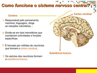 Cérebro Substância branca Córtex cerebral Como funciona o sistema nervoso central? Responsável pelo pensamento, memória, linguagem, dirige  as reacções voluntárias…  Divide-se em dois hemisférios que coordenam actividades e funções específicas.   É formado por milhões de neurónios que formam o  córtex cerebral .  Os axónios dos neurónios formam a  substância branca .  