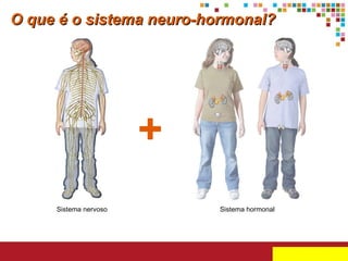 O que é o sistema neuro-hormonal? + Sistema nervoso Sistema hormonal 
