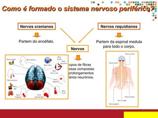 Como é formado o sistema nervoso periférico? Nervos cranianos Nervos raquidianos Partem do encéfalo. Partem da espinal medula para todo o corpo. Nervos Grupos de fibras nervosas compostas por prolongamentos de vários neurónios. 