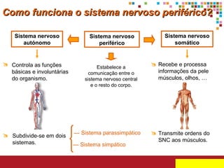 Sistema nervoso periférico Estabelece a comunicação entre o sistema nervoso central e o resto do corpo. Sistema nervoso somático Sistema nervoso autónomo —  Sistema parassimpático —  Sistema simpático Como funciona o sistema nervoso periférico? Recebe e processa informações da pele músculos, olhos, …   Transmite ordens do SNC aos músculos.  Controla as funções básicas e involuntárias do organismo. Subdivide-se em dois sistemas.  
