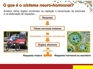 Existem vários órgãos envolvidos na captação e transmissão de estímulos  e na elaboração de respostas… Resposta Fibras nervosas motoras Órgãos efectores Resposta motora Resposta hormonal ou secretora O que é o sistema neuro-hormonal? transmitem o impulso nervoso aos efectuam 