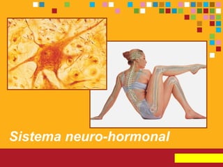 Sistema neuro-hormonal 