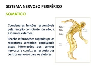 SISTEMA NERVOSO PERIFÉRICO  SOMÁTICO 