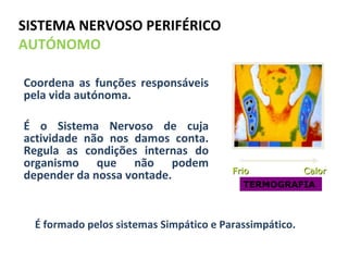 SISTEMA NERVOSO PERIFÉRICO  AUTÓNOMO Coordena as funções responsáveis pela vida autónoma. É o Sistema Nervoso de cuja actividade não nos damos conta. Regula as condições internas do organismo que não podem depender da nossa vontade. Frio Calor TERMOGRAFIA É formado pelos sistemas Simpático e Parassimpático. 