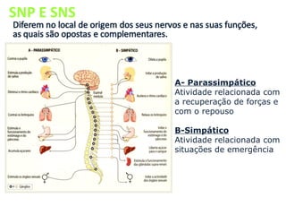 SNP E SNS A- Parassimpático Atividade relacionada com  a recuperação de forças e  com o repouso B-Simpático Atividade relacionada com  situações de emergência 