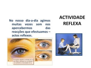 ACTIVIDADE REFLEXA No nosso dia-a-dia agimos muitas vezes sem nos apercebermos das reacções que efectuamos – actos reflexos.  