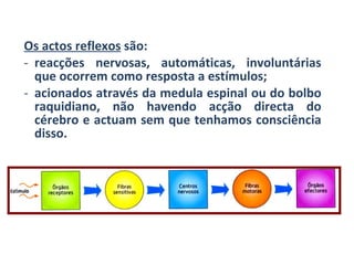 Os actos reflexos  são: reacções nervosas, automáticas, involuntárias que ocorrem como resposta a estímulos; acionados através da medula espinal ou do bolbo raquidiano, não havendo acção directa do cérebro e actuam sem que tenhamos consciência disso. 