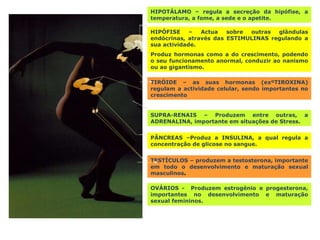 HIPOTÁLAMO – regula a secreção da hipófise, a temperatura, a fome, a sede e o apetite.  HIPÓFISE – Actua sobre outras glândulas endócrinas, através das ESTIMULINAS regulando a sua actividade.  Produz hormonas como a do crescimento, podendo o seu funcionamento anormal, conduzir ao nanismo ou ao gigantismo.  TIRÓIDE – as suas hormonas (exºTIROXINA) regulam a actividade celular, sendo importantes no crescimento SUPRA-RENAIS – Produzem entre outras, a ADRENALINA, importante em situações de Stress. PÂNCREAS –Produz a INSULINA, a qual regula a concentração de glicose no sangue.  TESTÍCULOS – produzem a testosterona, importante em todo o desenvolvimento e maturação sexual masculinos . OVÁRIOS -  Produzem estrogénio e progesterona, importantes no desenvolvimento e maturação sexual femininos. 