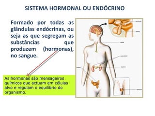 SISTEMA HORMONAL OU ENDÓCRINO ,[object Object],As hormonas são mensageiros químicos que actuam em células alvo e regulam o equilíbrio do organismo. 
