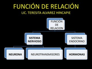 FUNCIÓN DE RELACIÓN
      LIC. TERESITA ALVAREZ HINCAPIE

                       FUNCIÓN
                          DE
                       RELACION


           SISTEMA                  SISTEMA
          NERVIOSO                 ENDOCRINO



NEURONA    NEUROTRANSMISORES       HORMONAS
 