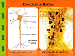 Esquema de um Neurónio




                  Telodendrite




Esquema de um neurónio           Microfotografia de neurónios
 