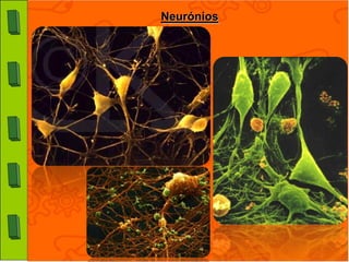Neurónios
 