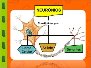 NEURÓNIOS


          Constituídos por:




Corpo        Axónio
                              Dendrites
Celular
 