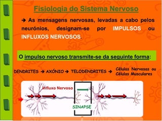 Fisiologia do Sistema Nervoso
   As mensagens nervosas, levadas a cabo pelos
  neurónios,    designam-se       por   IMPULSOS       ou
  INFLUXOS NERVOSOS.


 O impulso nervoso transmite-se da seguinte forma:

                                        Células Nervosas ou
DENDRITES  AXÓNIO  TELODENDRITES 
                                        Células Musculares


          Influxo Nervoso



                        SINAPSE
 