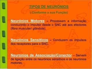 TIPOS DE NEURÓNIOS
              ( Conforme a sua Função)

Neurónios Motores – Processam a informação
conduzindo o impulso desde o SNC até aos efectores
(fibra muscular/ glândula).


Neurónios Sensitivos – Conduzem os impulsos
dos receptores para o SNC.


Neurónios de Associação/Conector – Servem
de ligação entre os neurónios sensitivos e os neurónios
motores.
 