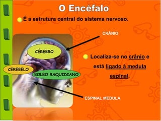 É a estrutura central do sistema nervoso.

                                    CRÂNIO



           CÉREBRO
                                Localiza-se no crânio e
                                 está ligado à medula
CEREBELO
           BOLBO RAQUIDIANO            espinal.



                              ESPINAL MEDULA
 