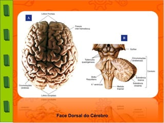 Face Dorsal do Cérebro
 