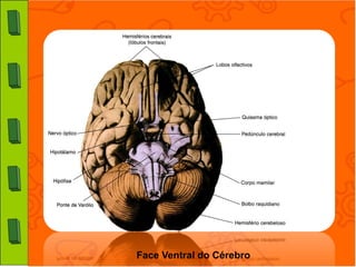 Face Ventral do Cérebro
 