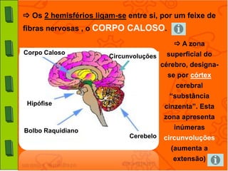  Os 2 hemisférios ligam-se entre si, por um feixe de
fibras nervosas , o CORPO CALOSO.
                                            A zona
Corpo Caloso                             superficial do
                       Circunvoluções
                                        cérebro, designa-
                                          se por córtex
                                            cerebral
                                          “substância
 Hipófise
                                         cinzenta”. Esta
                                         zona apresenta
Bolbo Raquidiano                           inúmeras
                             Cerebelo    circunvoluções
                                           (aumenta a
                                           extensão)
 