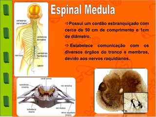 Possui um cordão esbranquiçado com
cerca de 50 cm de comprimento e 1cm
de diâmetro.

 Estabelece comunicação com os
diversos órgãos do tronco e membros,
devido aos nervos raquidianos.
 